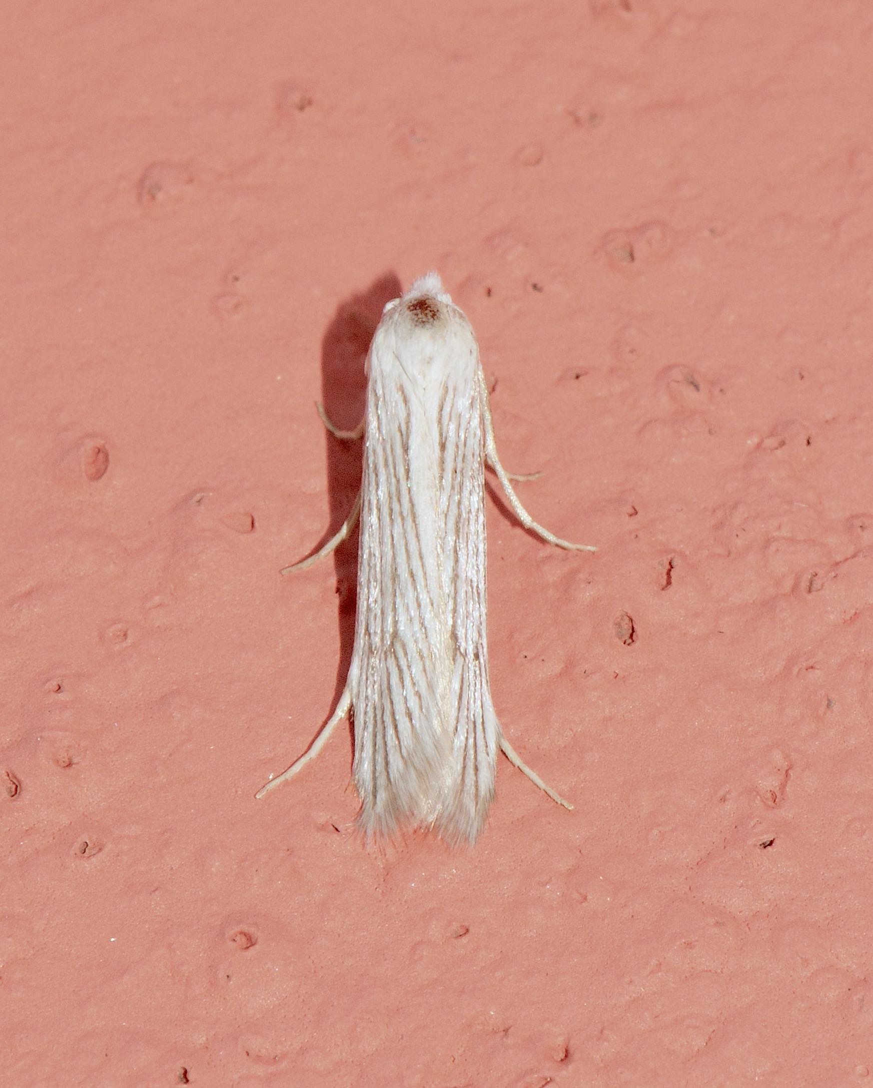 Pterolonchidae: Pterolonche sp.